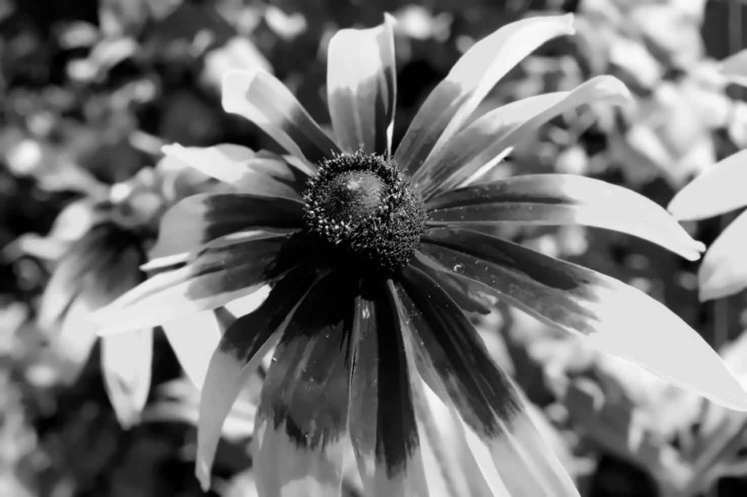 Environmental monitoring field equipment and data collection setup